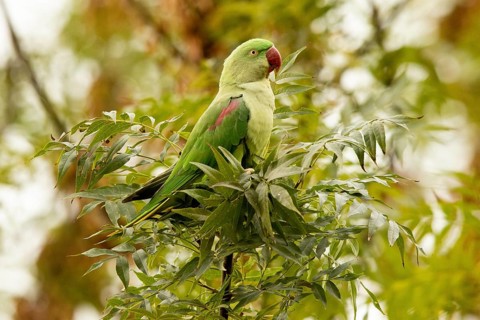 Alexandrine Parakeet (Psittacula eupatria) male perched on a branch, Hesse, Germany