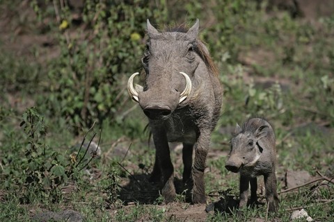 Common Warthog (Phacochoerus africanus) female with young piglet in african savanna, Serengeti