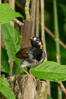 White-eared Ground-sparrow (Melozone leucotis) perched on a branch near San Jose, Costa Rica