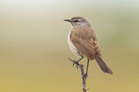 Karoo Scrub Robin, (Cercotrichas coryphoeus), Aedonopsis coryphoeus, (Tychaedon coryphoeus),