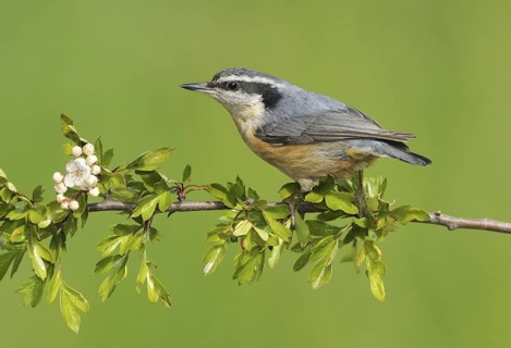 Red-breasted Nuthatch (Sitta canadensis), British Columbia, Canada