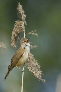 Great Reed Warbler (Acrocephalus arundinaceus) singing, Brandenburg, Germany