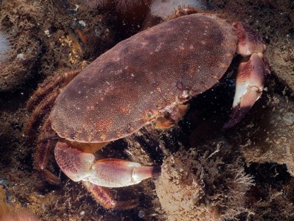Pouch crab (Cancer pagurus)