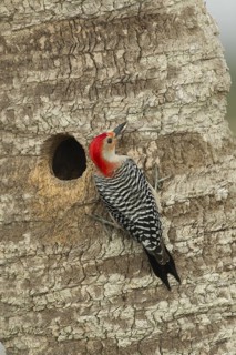 Red-bellied Woodpecker (Melanerpes carolinus) male at nest cavity, Florida, USA