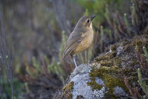 Tawny Antpitta (Grallaria quitensis), Los Nevados National Natural Park, Colombia