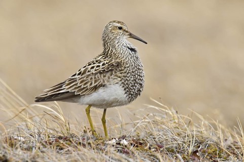 Pectoral Sandpiper (Calidris melanotos), Alaska, USA