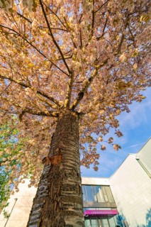 View from the ground of a blossoming cherry tree in front of a modern building, Lembergschule,