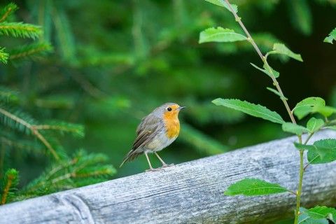 European robin (Erithacus rubecula) sitting on a wood, Bavaria, Germany