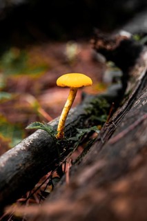 Close up of a vibrant yellow Gymnopilus mushroom growing on a fallen log in a forest, showcasing