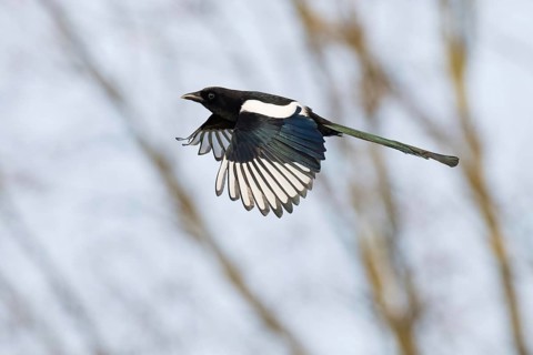 Magpie (Pica pica) in flight in front of a blurred tree background, Hesse, Germany