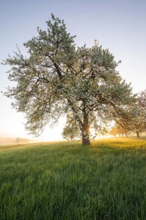 Fresh blossom, morning light, ground mist... simply magical! Foothills orchard meadow in bloom -