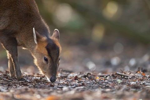 Muntjac deer (Muntiacus reevesi) adult animal feeding in a woodland, Suffolk, England, United