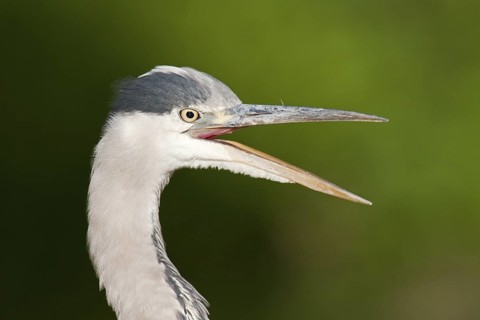 Grey Heron (Ardea cinerea), Berlin, Germany