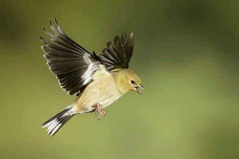 American Goldfinch (Spinus tristis) female flying, Texas, USA
