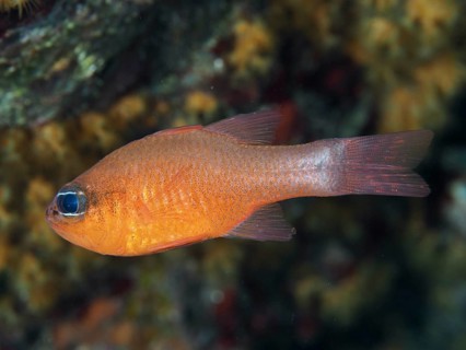 A small orange king mullet (Apogon imberbis) swimming in the clear water, dive site Giens