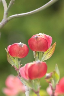 Flowering dogwood plant (Cornus florida 'Sweetwater'), Germany