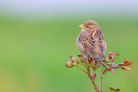 House sparrow, sparrows, (Passer domesticus), animals, birds, songbirds, Heligoland,