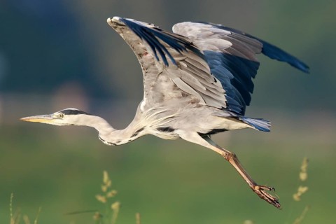 Grey Heron (Ardea cinerea) flying, North Rhine-Westphalia, Germany