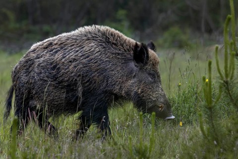 The arms of the wild boar (Sus scrofa) are clearly recognisable, as the long canine teeth of the