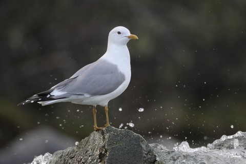 Mew Gull (Larus canus brachyrhynchus), Alaska, USA