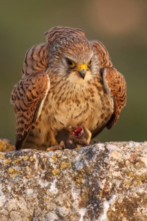 Lesser Kestrel (Falco naumanni), female eating a mouse, Castile-La Mancha, Spain