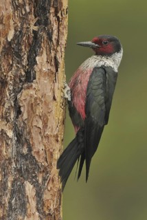 Lewis's Woodpecker (Melanerpes lewis), Oregon, USA