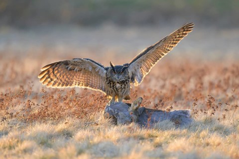 Eurasian Eagle-owl (Bubo bubo), on a roe deer (Capreolus capreolus), roadkill, Swabian Alb