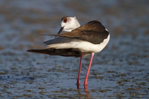 Black-winged Stilt (Himantopus himantopus), Greece