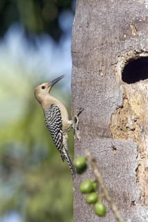Gila Woodpecker Melanerpes uropygialis uropygialis Singyita, Nayarit, Mexico 26 March Adult Male at