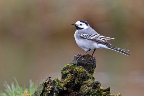 White Wagtail (Motacilla alba), Mecklenburg-Western Pomerania, Germany