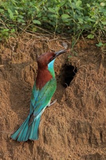 Blue-throated Bee-eater (Merops viridis) at breeding cavity, Malaysia