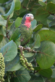Cuban Parrot (Amazona leucocephala) perched on a branch in Cuba