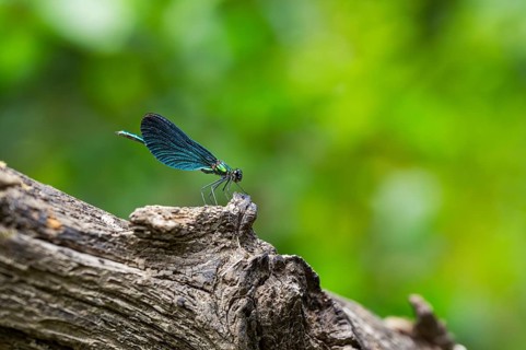 Beautiful demoiselle (Calopteryx virgo) damselfly sitting on a wood, Bavaria, Germany