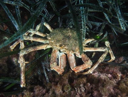 Brown European spider crab (Maja squinado) hiding under dense seagrass, Neptune grass (Posidonia