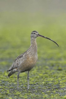 Long-billed Curlew (Numenius americanus), British Columbia, Canada