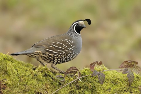 California Quail (Callipepla californica) male, Canada