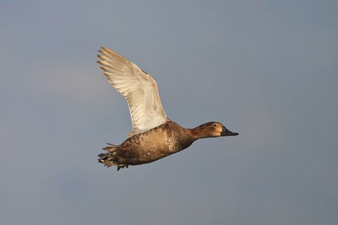Common Pochard (Aythya ferina) female flying, Greece