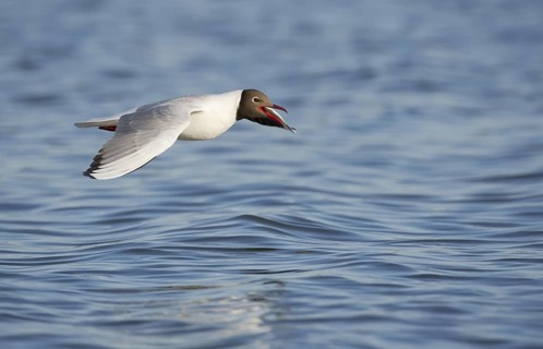 Black-headed Gull (Chroicocephalus ridibundus) flying, Mecklenburg-Western Pomerania, Germany