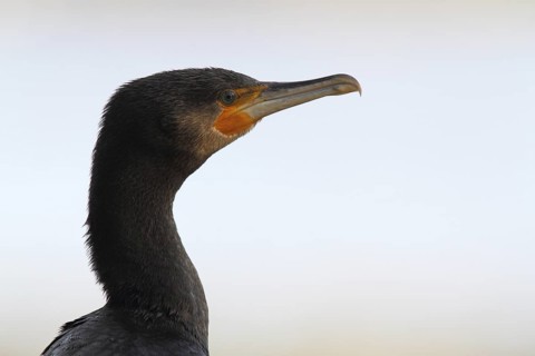 Great Cormorant (Phalacrocorax carbo), North Rhine-Westphalia, Germany