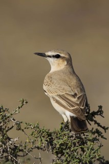 Isabelline Wheatear (Oenanthe isabellina), Oman