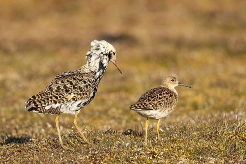 Ruff (Calidris pugnax) pair, Smaland, Sweden