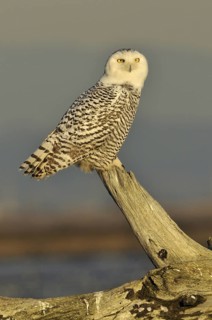 Snowy Owl (Bubo scandiacus), British Columbia, Canada