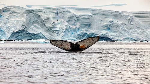 A whale fin rises out of the water in front of massive ice walls, The fluke of a diving humpback