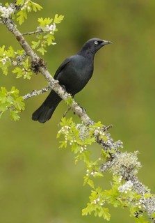 Brewer's Blackbird (Euphagus cyanocephalus), British Columbia, Canada