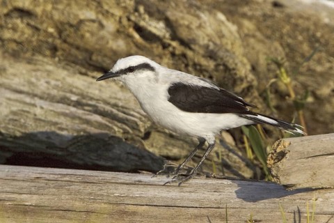 Masked Water Tyrant (Fluvicola nengeta), Ecuador