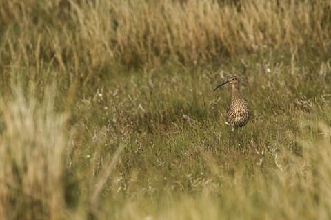 Eurasian Curlew (Numenius arquata), Yorkshire Dales, United Kingdom