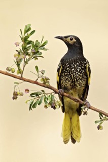 Regent Honeyeater (Anthochaera phrygia) female, New South Wales, Australia