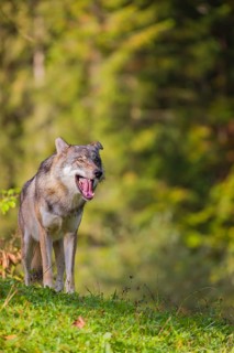A eurasian gray wolf (Canis lupus lupus) stands on a meadow on a hill with a colourful foliage in