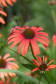 Red coneflower (Echinacea 'Tomato Soup'), Weihenstephan Gardens, Federal Republic of Germany