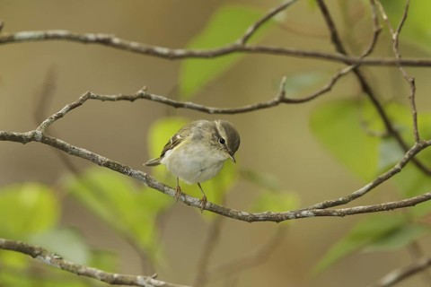 Yellow-browed Warbler (Phylloscopus inornatus), Sungei Balang, Malaysia